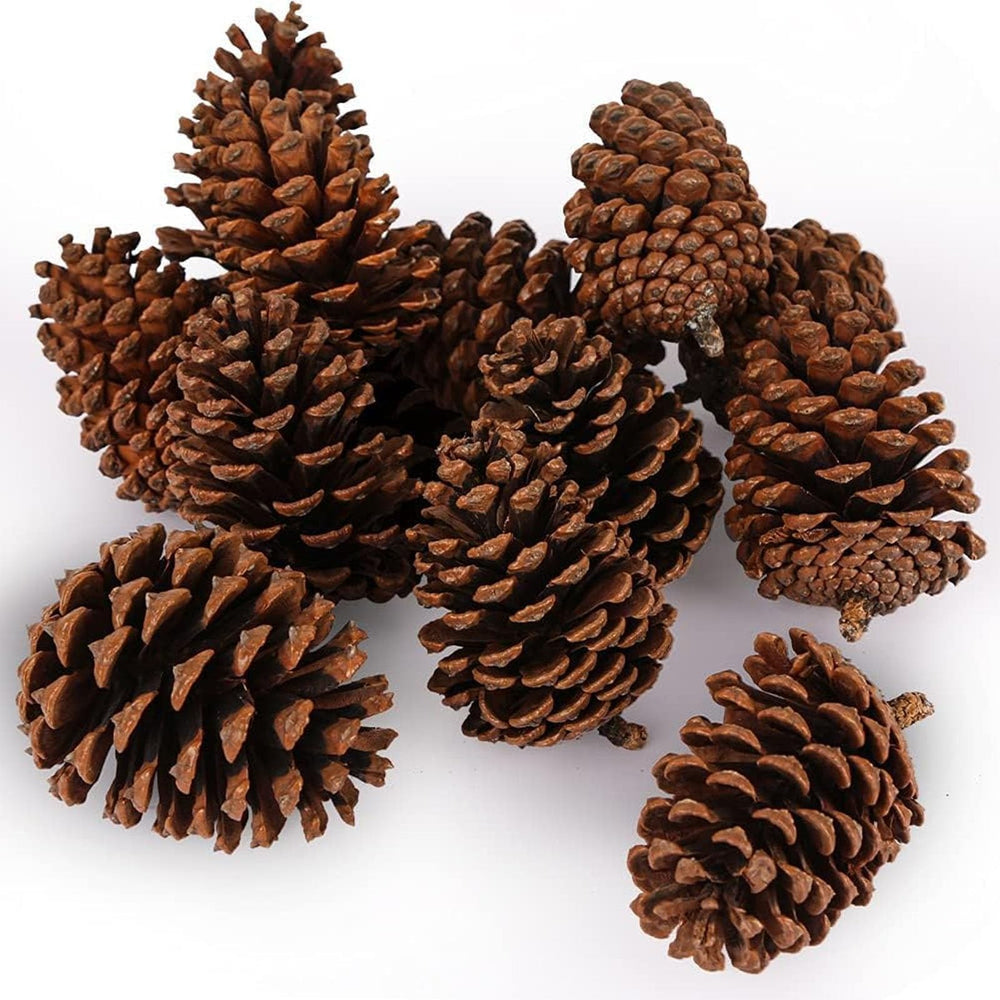 JOHOUSE paquet de 12 pommes de pin naturelles pour décoration rustique