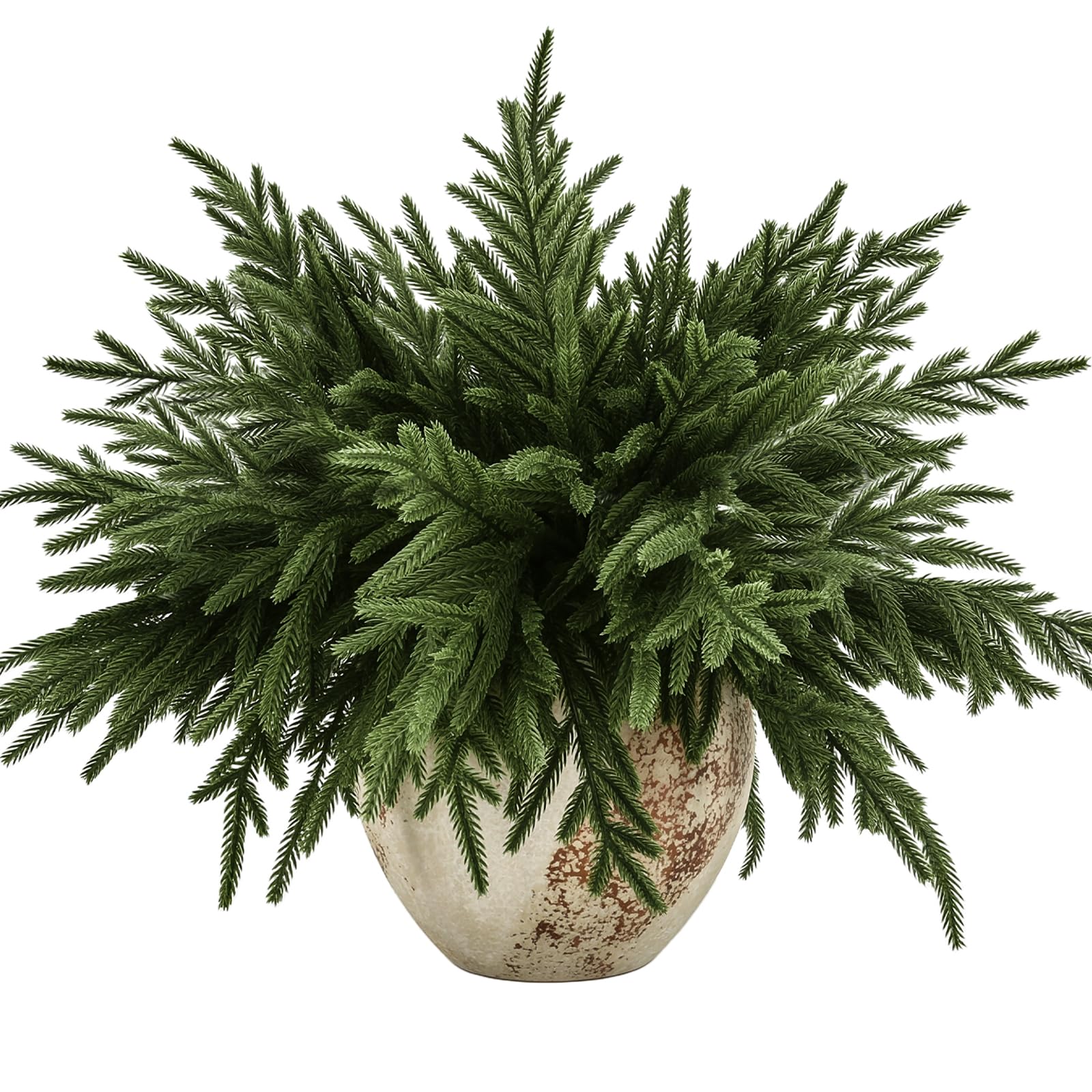 joyhalo vue avant de l’emballage des tiges Norfolk Pine montrant contenu pratique