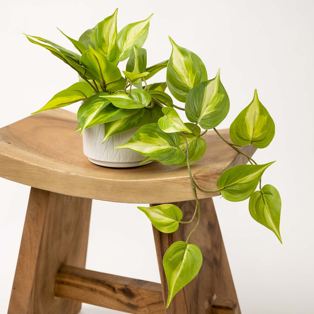 Kurrajong Farmhouse scène salon avec pothos, crée ambiance chaleureuse sans soins
