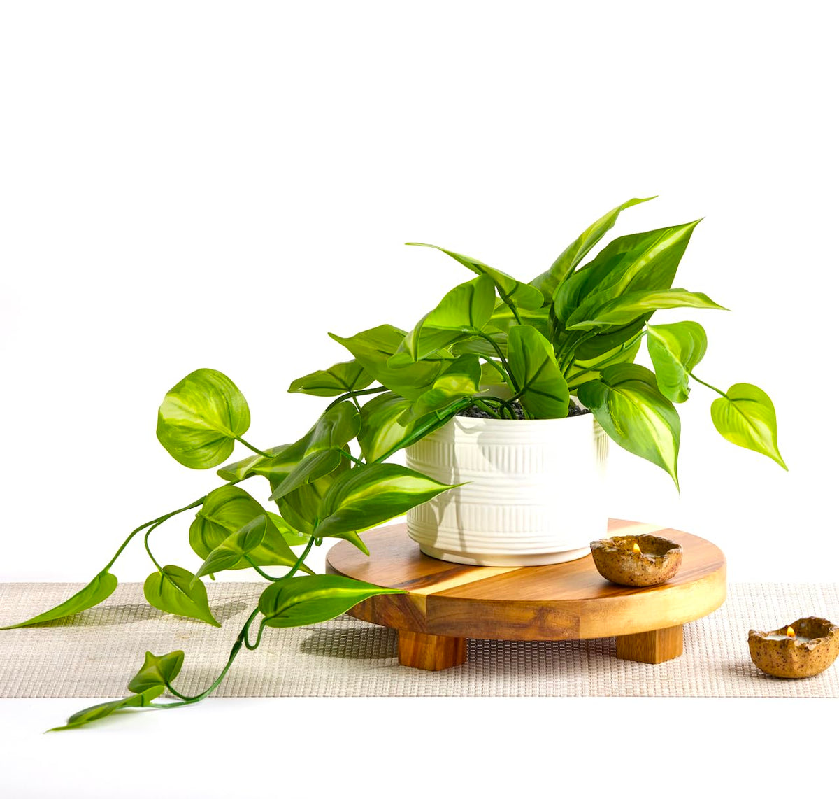 Kurrajong Farmhouse vue avant du pothos en pot céramique, apporte élégance instantanée