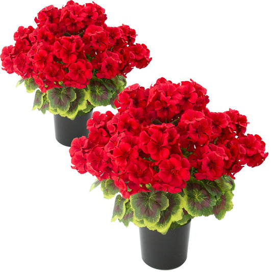 lovemoon géraniums en pot face, décoration durable sans entretien