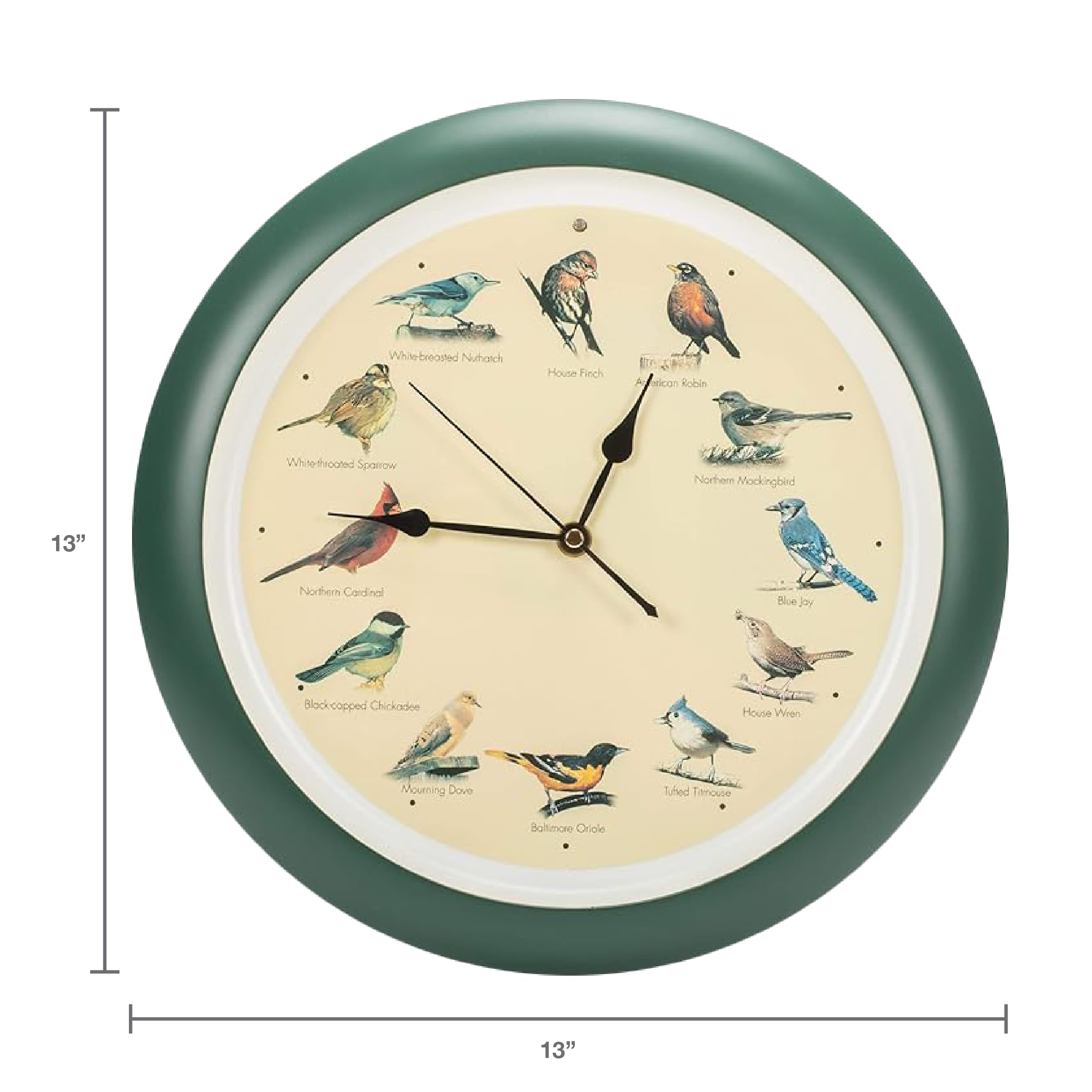 Mark Feldstein gros plan sur portraits d’oiseaux à haute résolution illustrant chaque heure