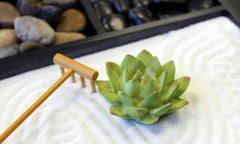 Nature's Mark figure de lotus détail apportant point focal apaisant