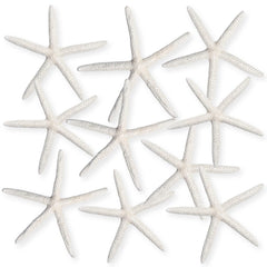 Nautical Crush Trading étoile de mer face montrant forme naturelle et authenticité