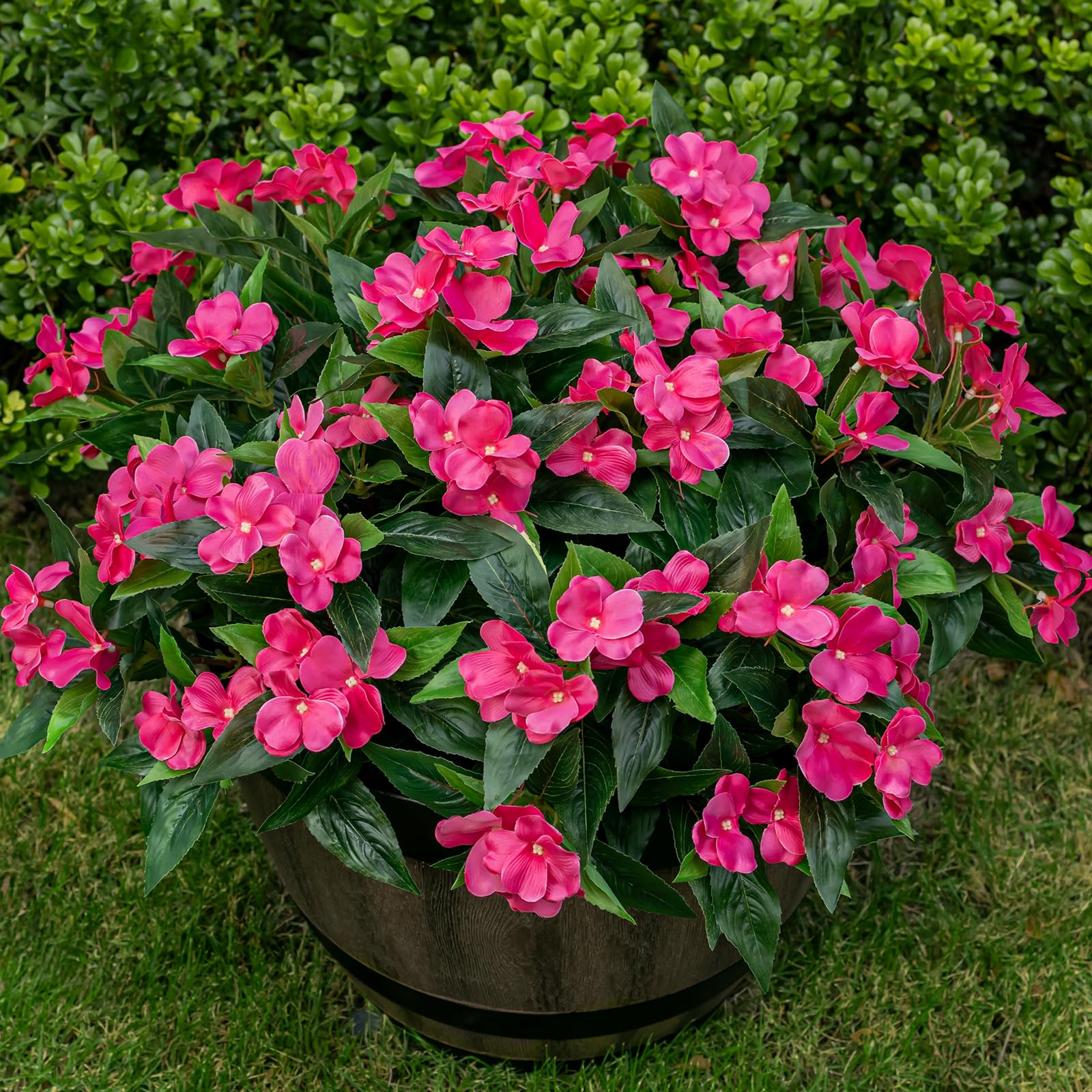 Nigirior vue de face des six bouquets et couleur rose rouge, apporte vivacité