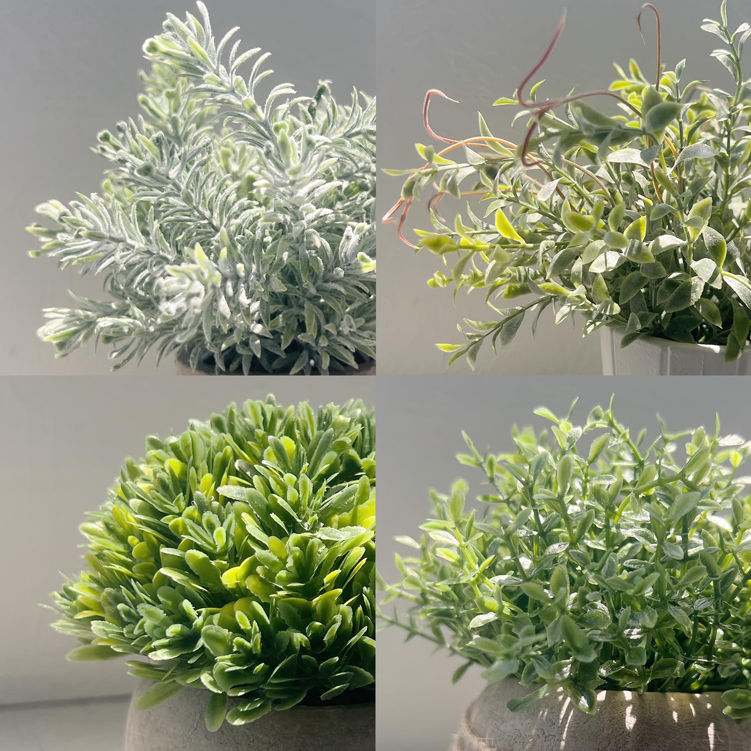 PENGYEE plante tenue en main pour visualiser l’échelle pratique