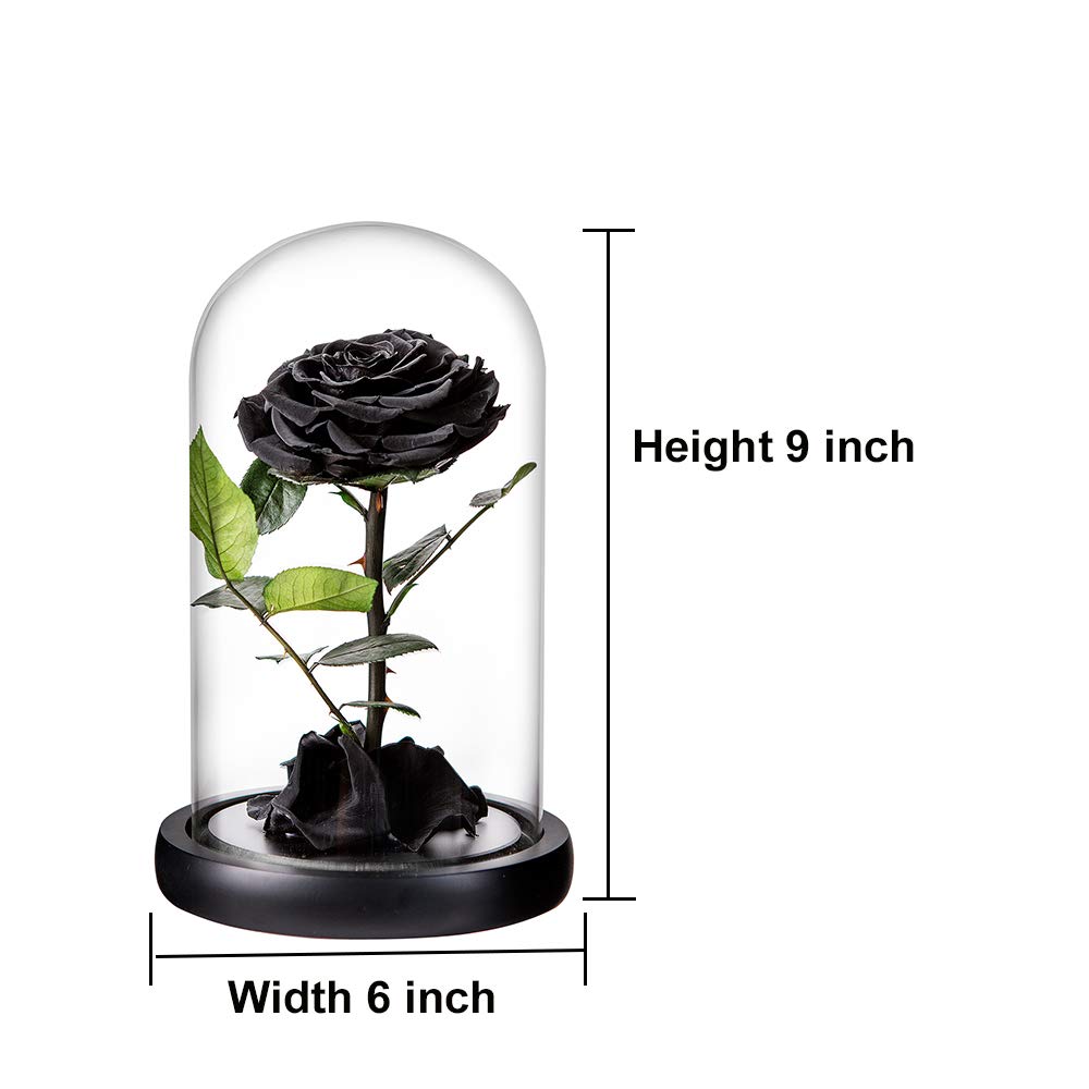 Perfectione Roses comparaison de taille à côté d'un livre pour évaluer l'échelle