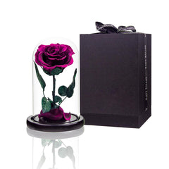 Perfectione Roses mis en scène dans un intérieur ajoutant une touche décorative