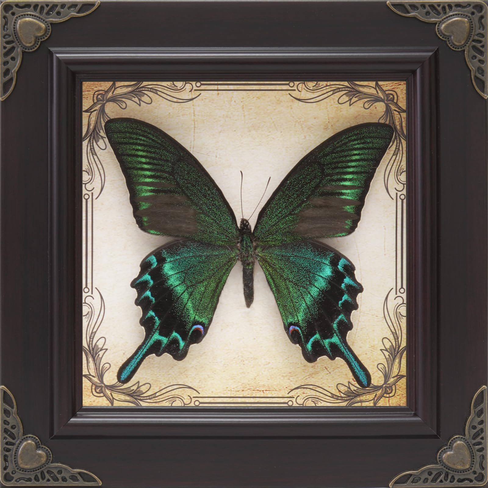 RISDORAY cadre papillon face montrant beauté et élégance décorative