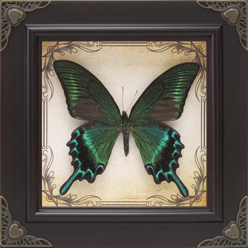 RISDORAY cadre papillon face montrant beauté et élégance décorative