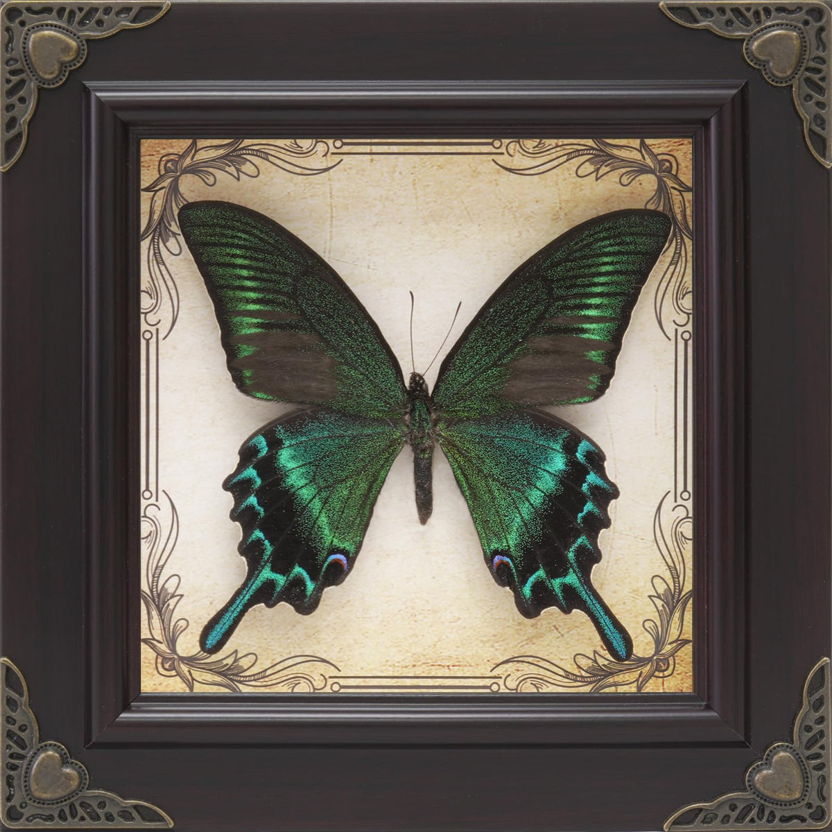 RISDORAY cadre papillon face montrant beauté et élégance décorative