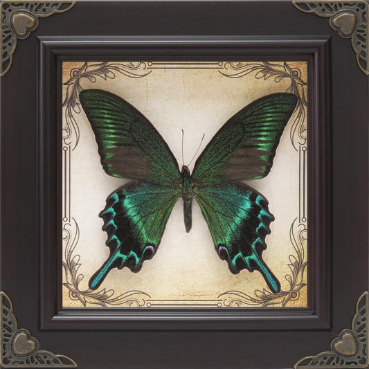 RISDORAY cadre papillon face montrant beauté et élégance décorative