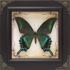 RISDORAY cadre papillon face montrant beauté et élégance décorative
