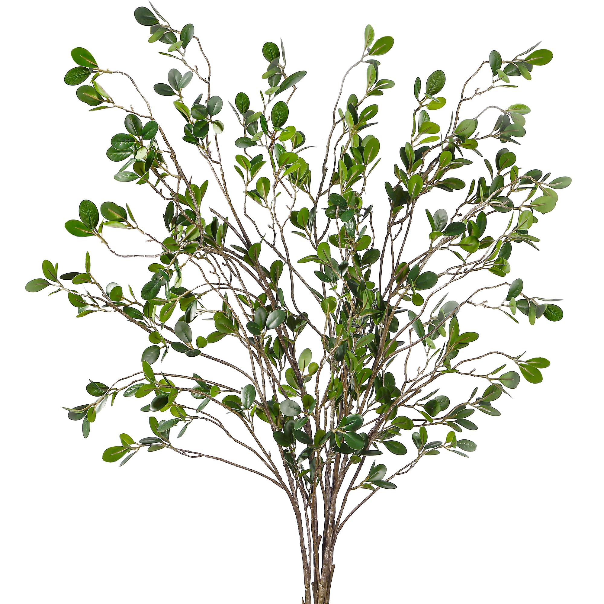Sggvecsy branche ficus face ensemble montrant volume et réalisme