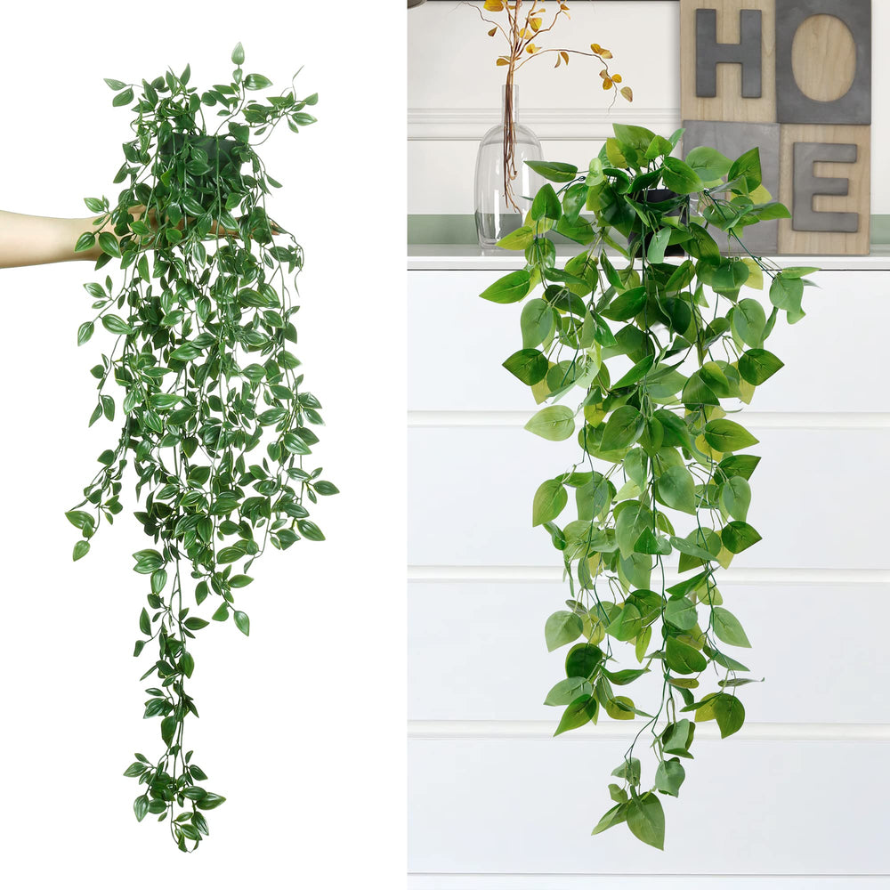 Sggvecsy pea pod longueur, comparaison d'échelle pratique