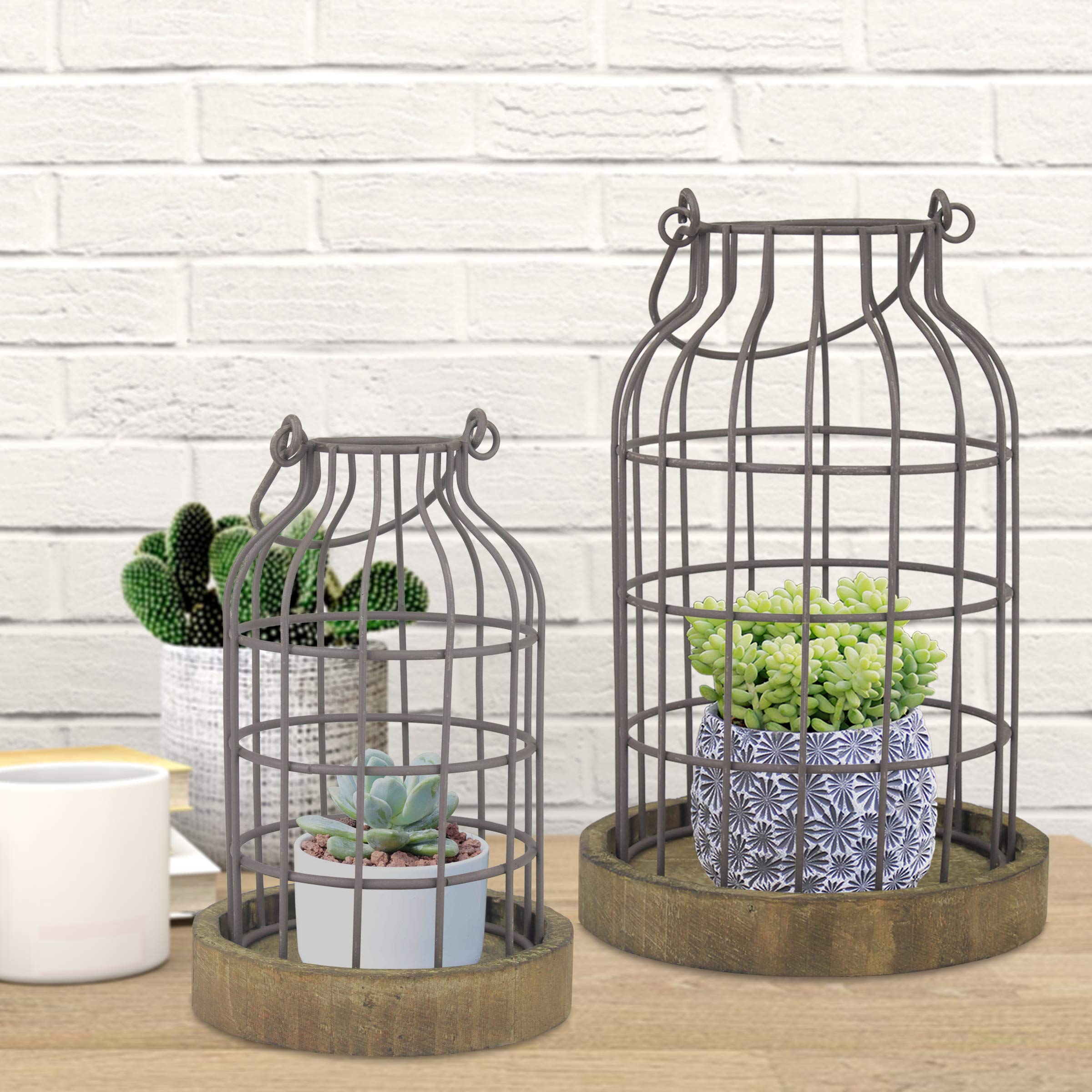 Stonebriar cloche plantes succulentes exposant verdure protégée et chic
