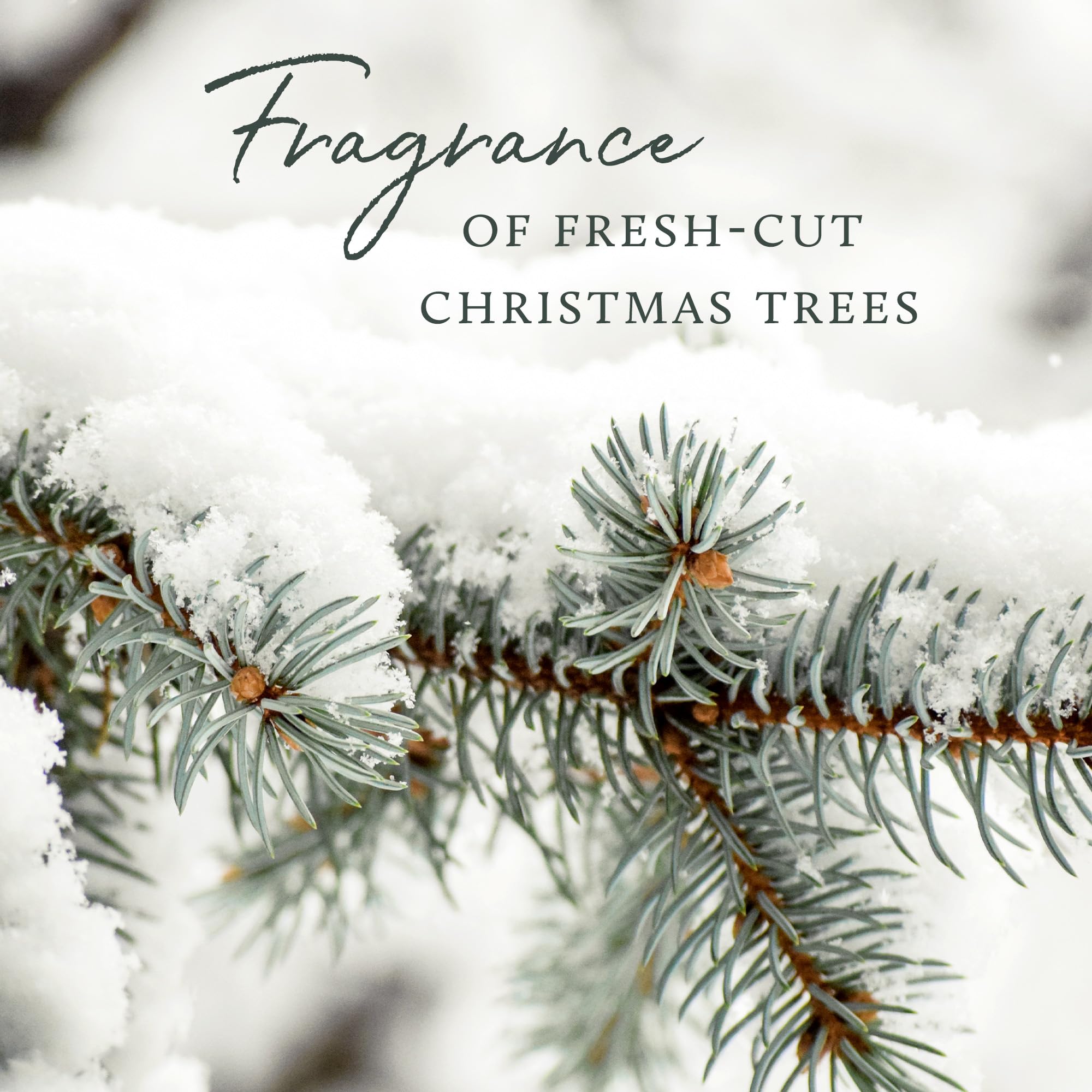 Thymes bougie dans salon créant ambiance hivernale accueillante