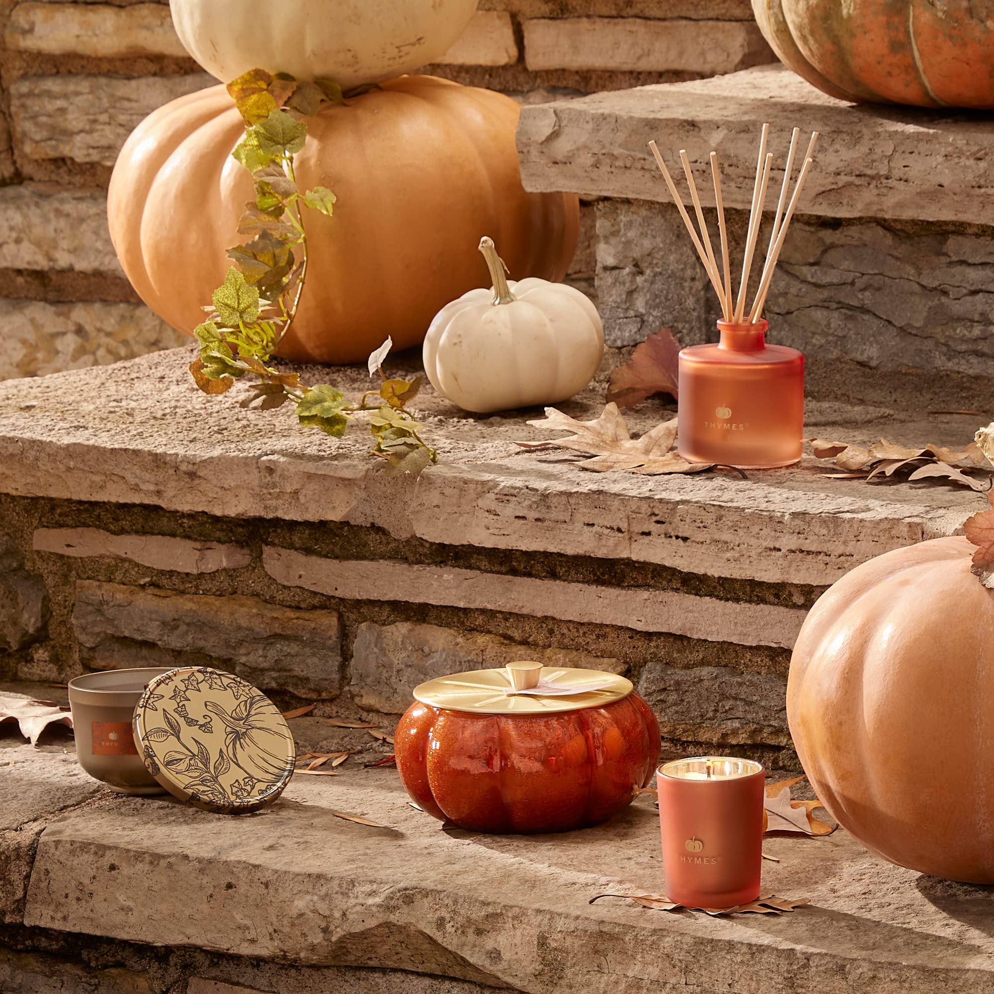 Thymes Pumpkin Laurel comparaison taille près d'un objet courant pour échelle