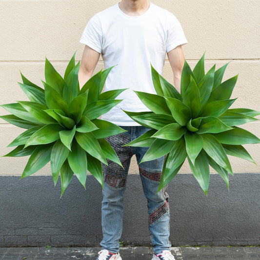 Ttranewsoo deux agaves de face apportant un point focal décoratif