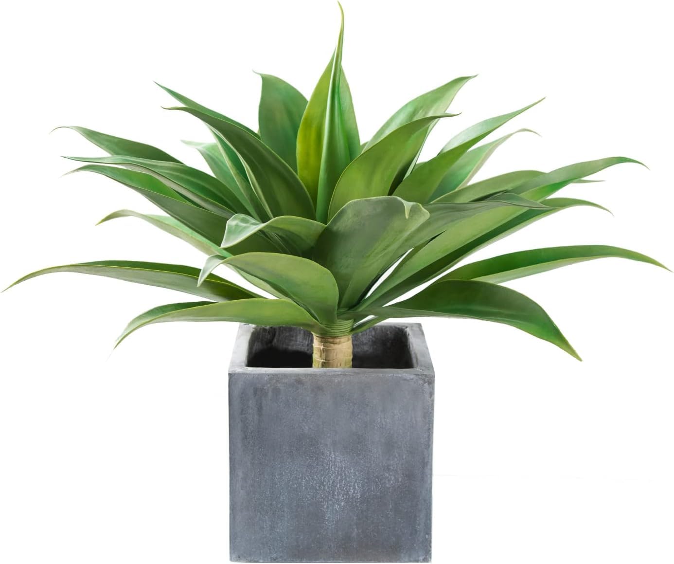 Velener agave face avant montrant volume et design naturel