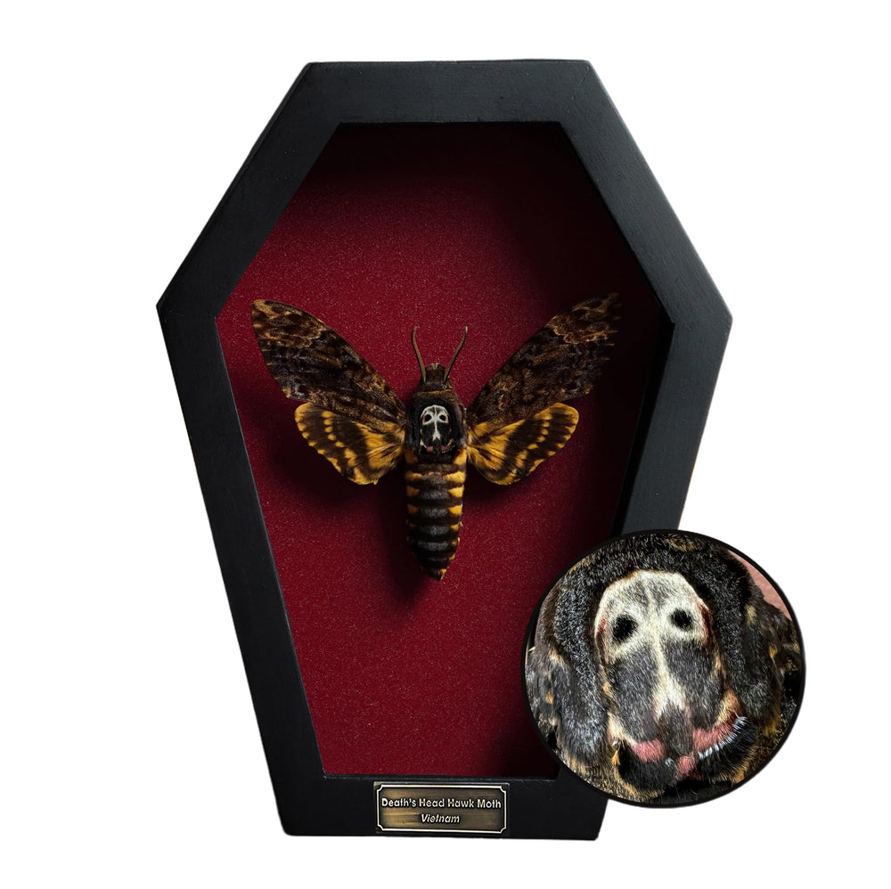 VINADECOR coffret devant montrant le papillon et l'aspect gothique