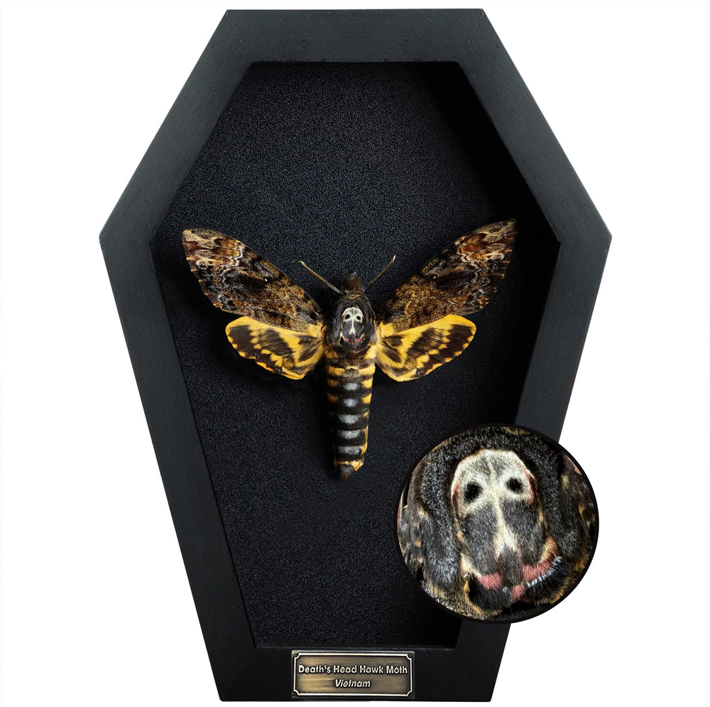 VINADECOR coffret face avant montrant le papillon et le crâne, esthétique gothique
