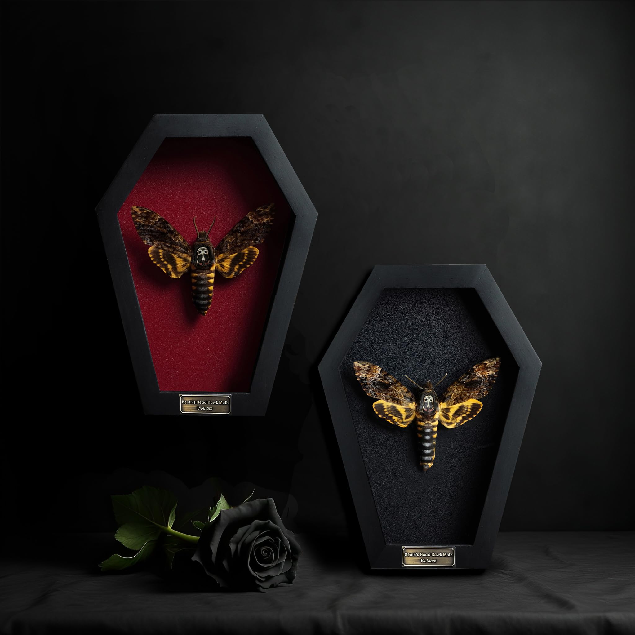 VINADECOR profil du coffret soulignant profondeur et finition bois