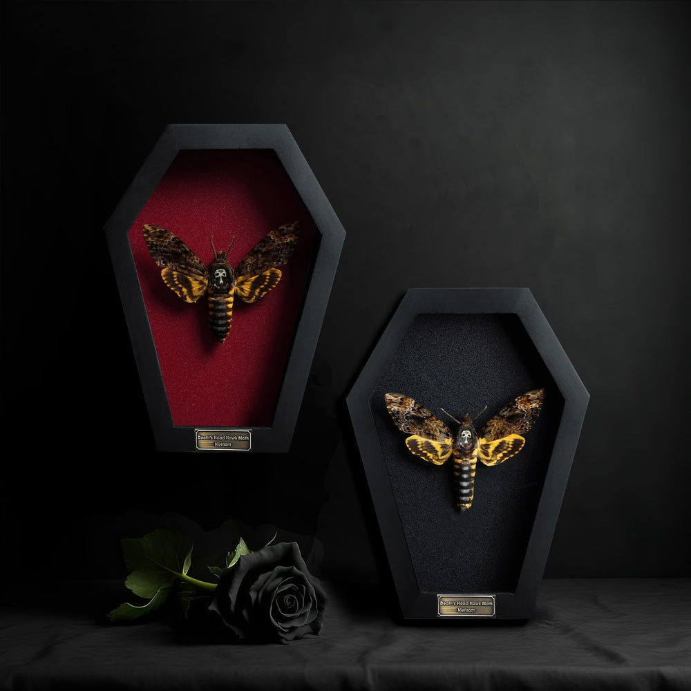 VINADECOR profil du coffret soulignant profondeur et finition bois