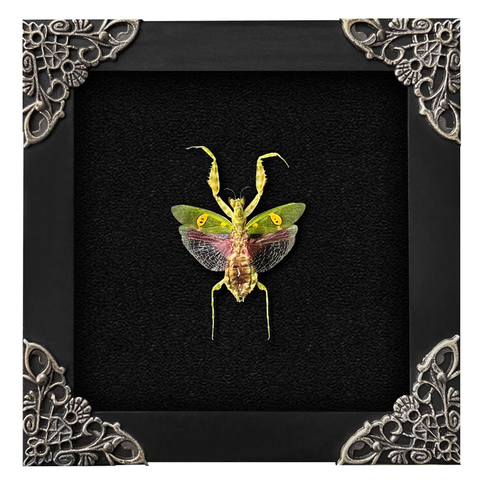 vinatimes mante vue de face mettant en valeur motifs et posture, décoration naturelle