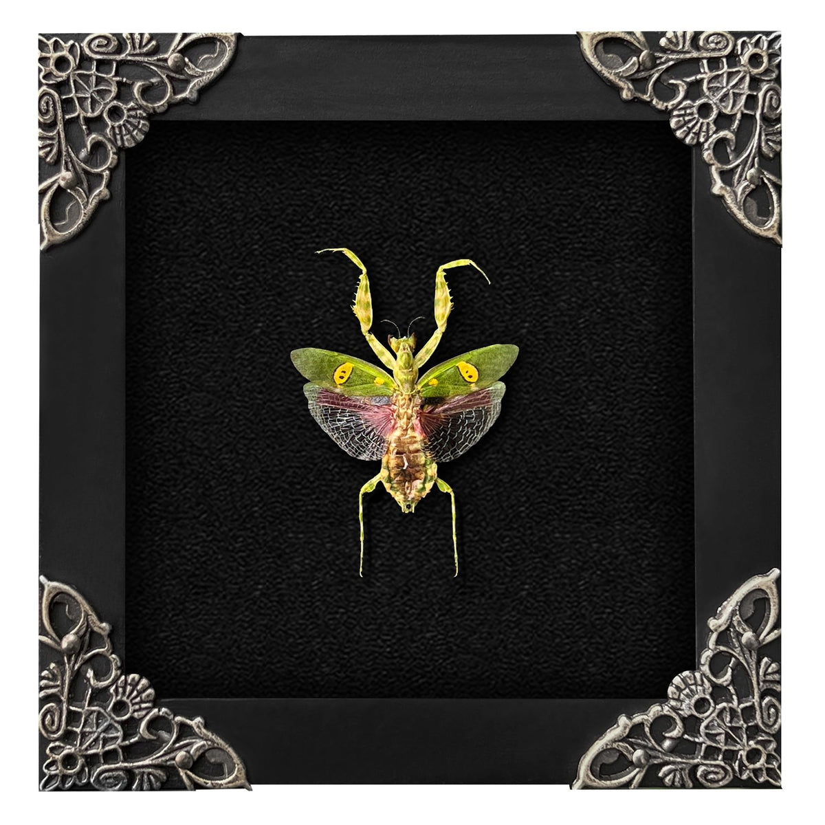 vinatimes mante vue de face mettant en valeur motifs et posture, décoration naturelle
