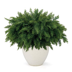 Wsorik branche face emballage montrant le lot de 12 pour gain de temps décoratif
