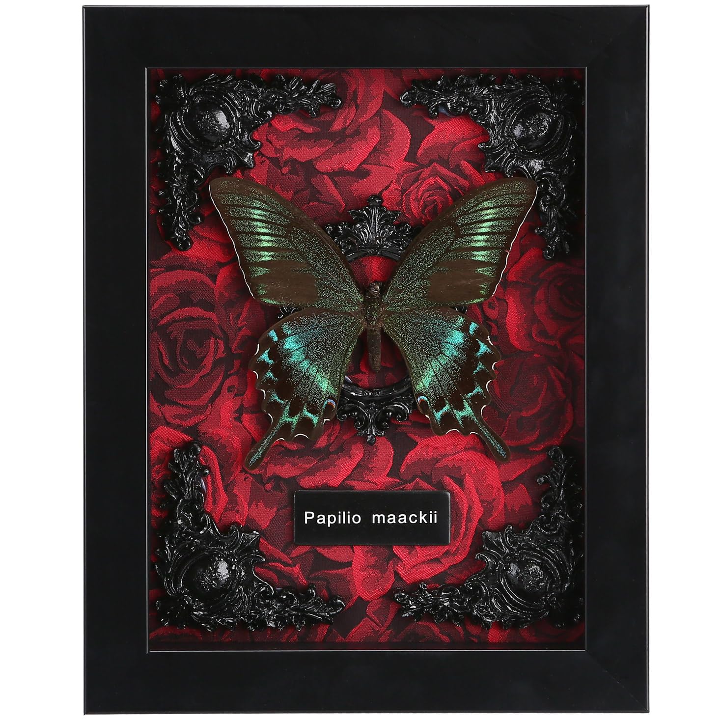 WTUAWB cadre avant avec Alpine Black Swallowtail, belle présentation murale