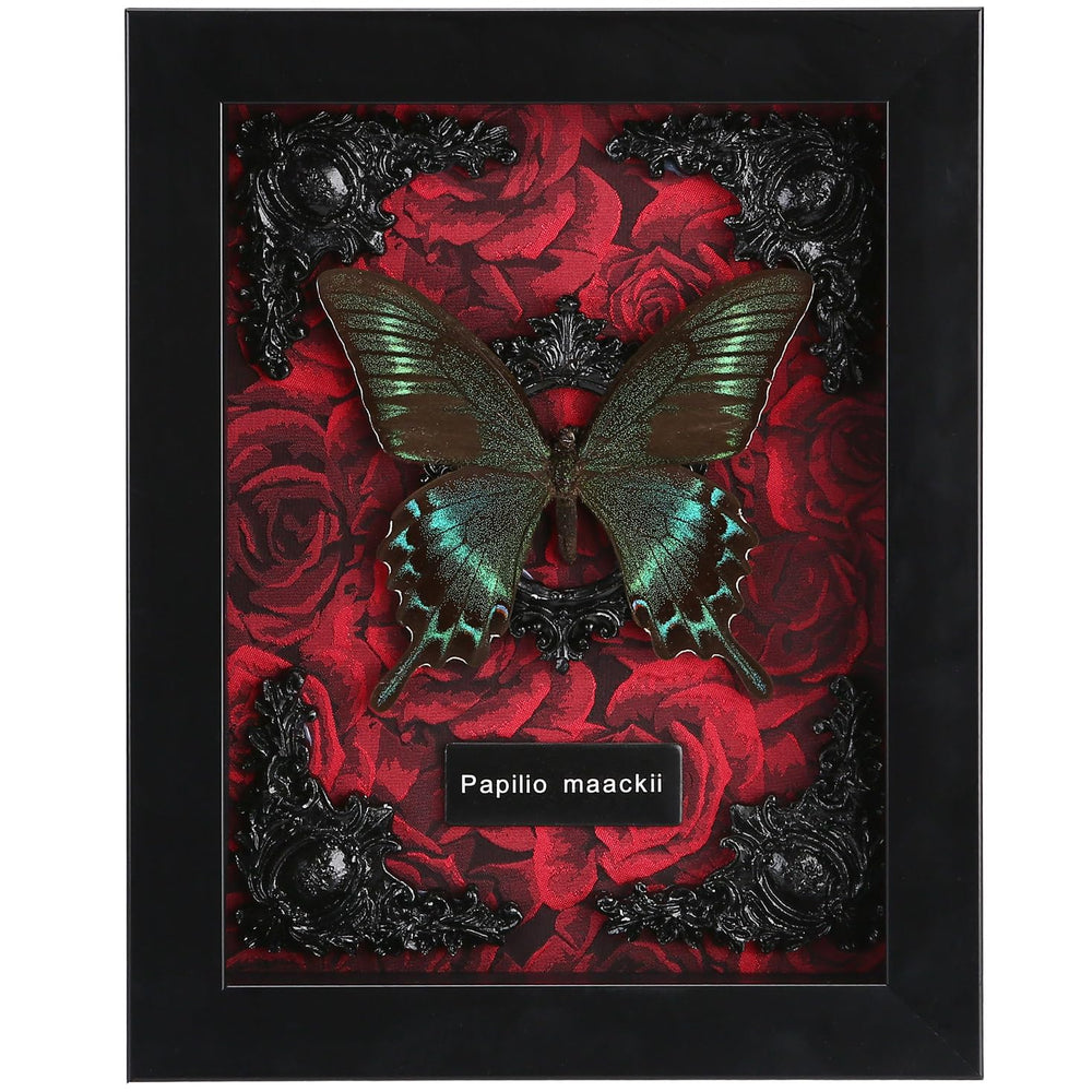 WTUAWB cadre avant avec Alpine Black Swallowtail, belle présentation murale