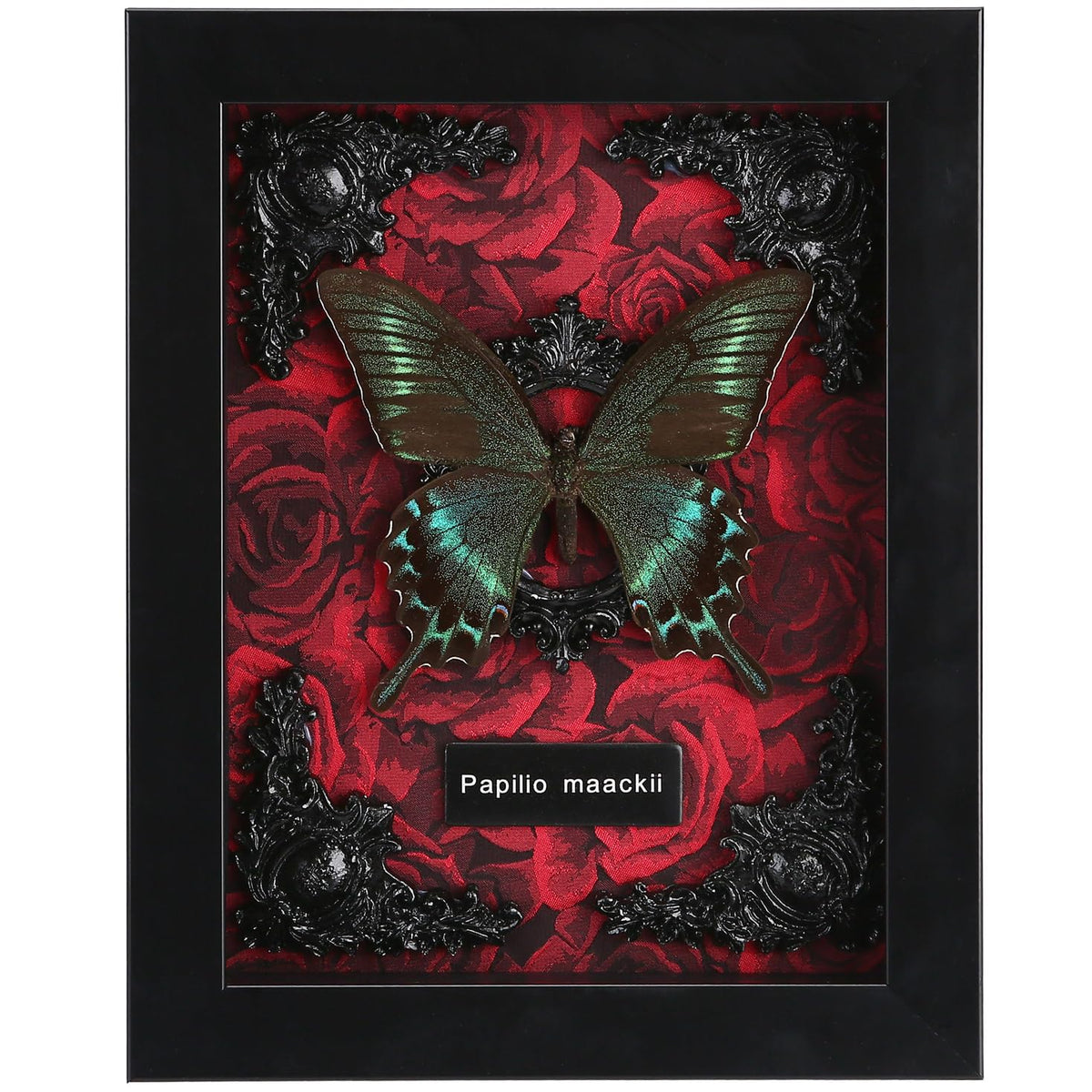 WTUAWB cadre avant avec Alpine Black Swallowtail, belle présentation murale
