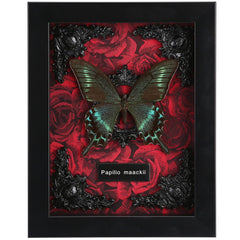 WTUAWB cadre avant avec Alpine Black Swallowtail, belle présentation murale