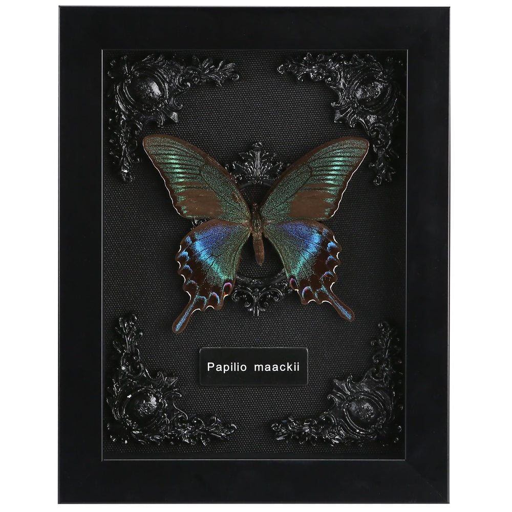 WTUAWB papillon Alpine vue avant offrant beauté naturelle et contraste gothique