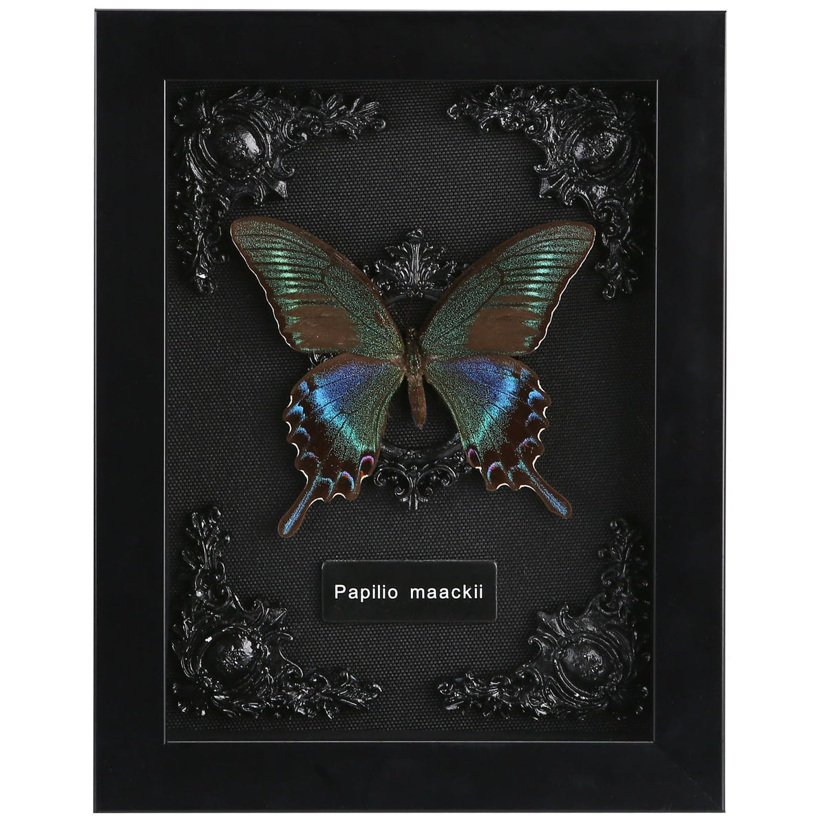 WTUAWB papillon Alpine vue avant offrant beauté naturelle et contraste gothique