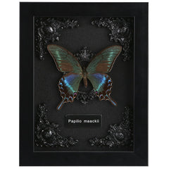 WTUAWB papillon Alpine vue avant offrant beauté naturelle et contraste gothique