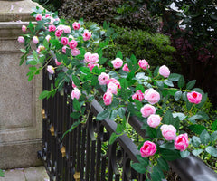 zhixinyue gros plan sur fleurs roses réalistes, aspect naturel préservé