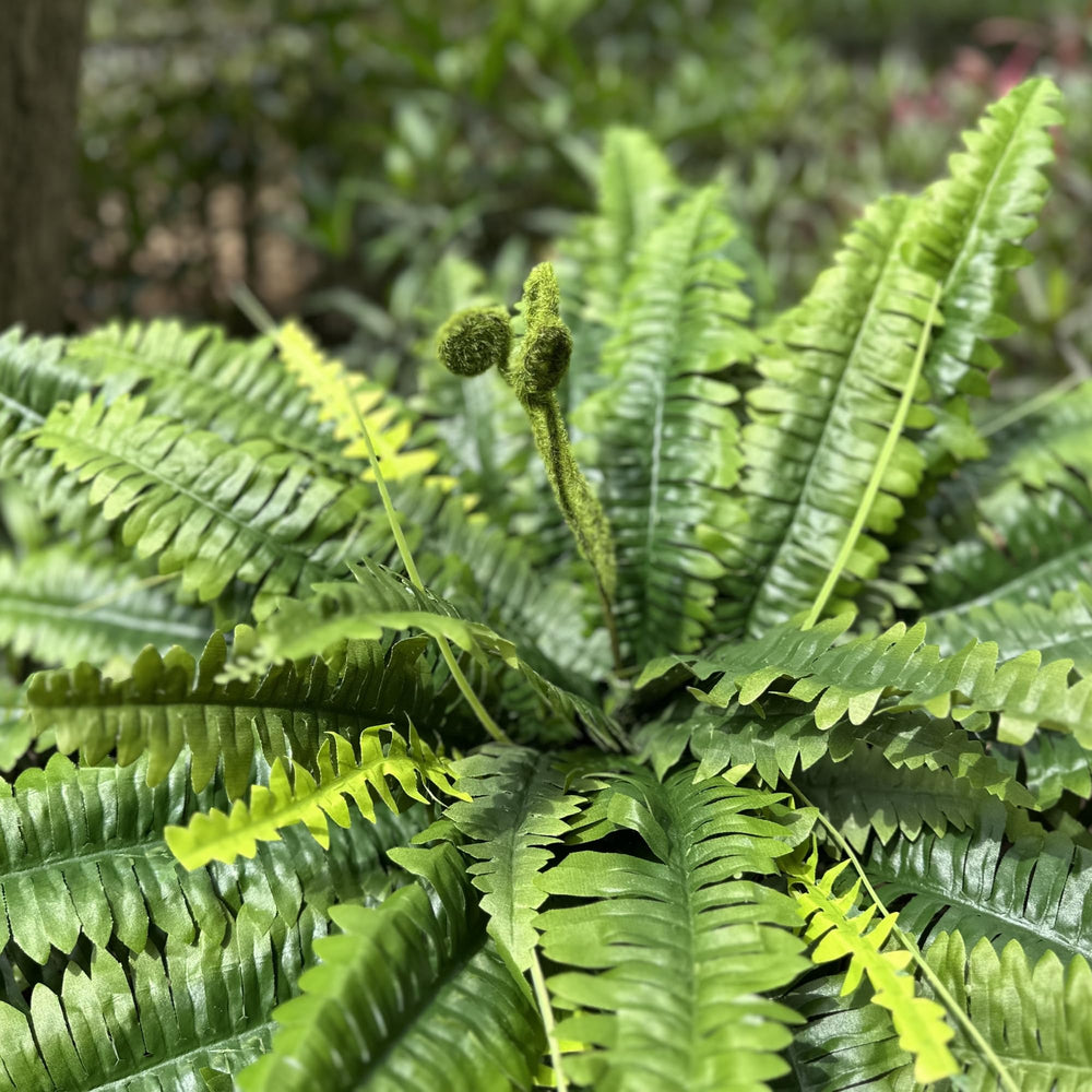 zooFernzoom gros plan des feuilles montrant texture réaliste et durable